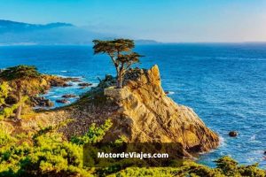 5 lugares para observar aves alrededor de la bahía de Monterey