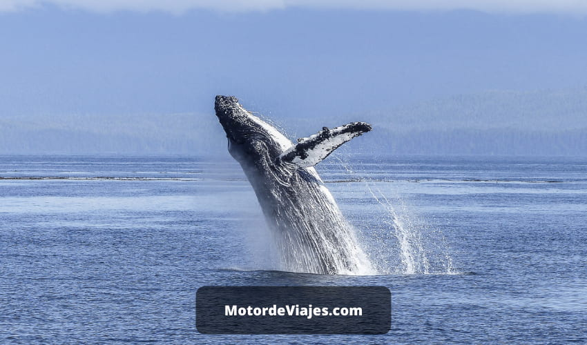 7 consejos para la observación de ballenas en la costa de Oregón