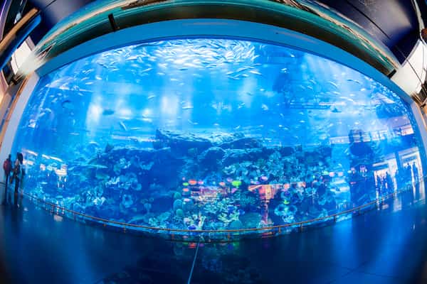 Acérquese a los peces del acuario y zoológico submarino de Dubái