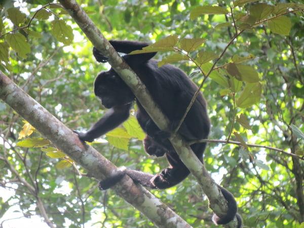 Aullido con un mono bebé Increíbles aventuras en la selva tropical de Panamá 9