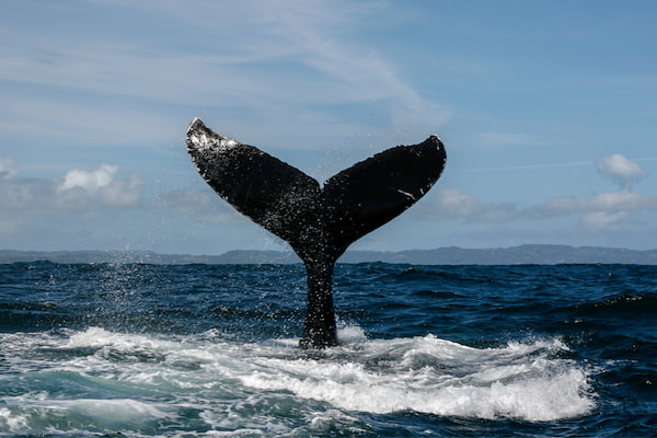 Avistamiento de ballenas en República Dominicana