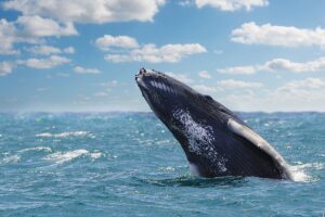 Avistamiento de ballenas en República Dominicana