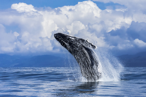Ballenas Increíbles experiencias de vida salvaje en Costa Rica 9