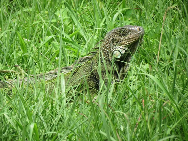 Broncearse con una iguana Increíbles aventuras en la selva tropical de Panamá 8