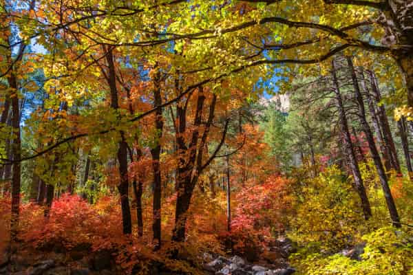 Cañón de Oak Creek y Sedona-colores de otoño en Arizona