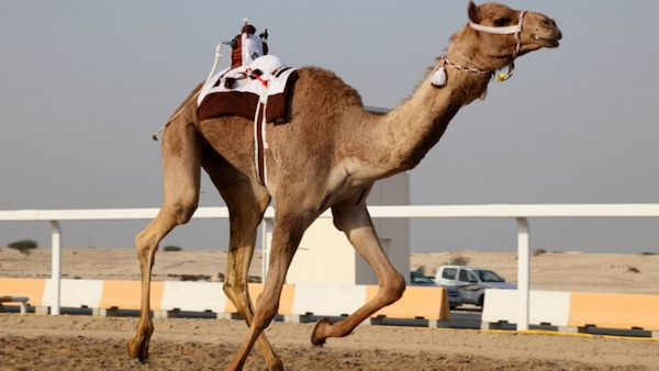 Carreras de camellos robot 9