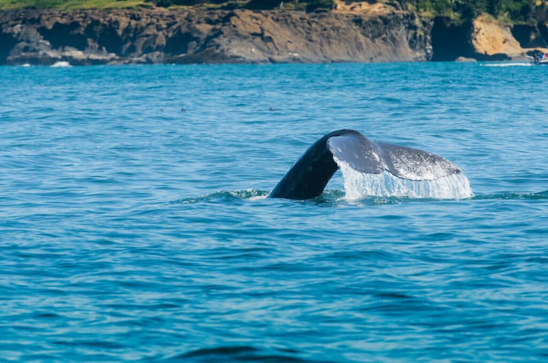 Cómo observar de manera segura las ballenas grises
