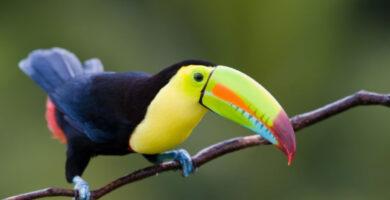 Conoce estas Especies de Aves Tropicales en Costa Rica