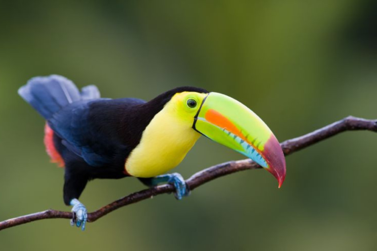 Conoce estas 7 Especies de Aves Tropicales en Costa Rica