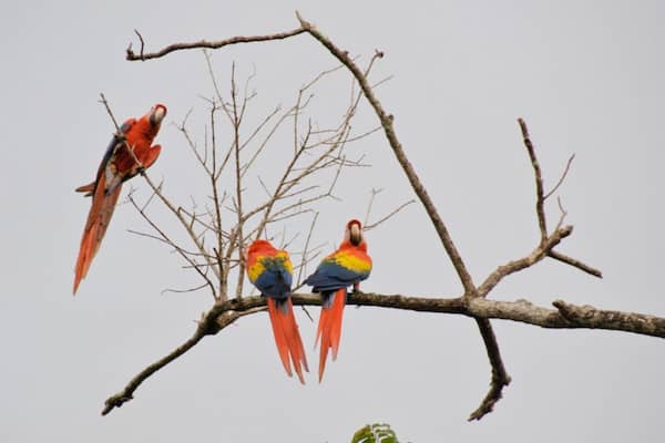 Consejos profesionales para la observación de aves en Costa Rica