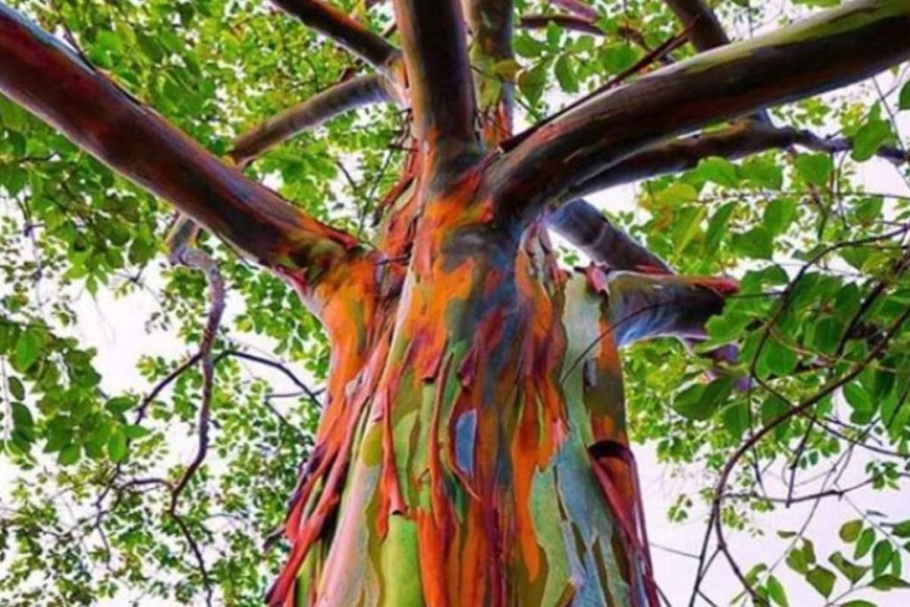 Dónde encontrar árboles arcoíris de eucalipto de Filipinas