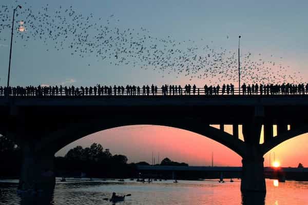 Echa un vistazo a los murciélagos del puente de la Avenida Congreso