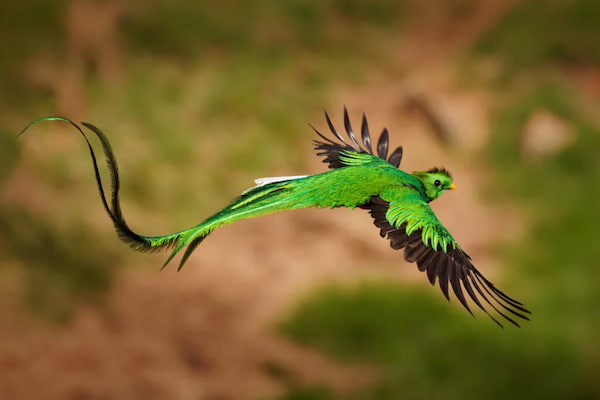 El Resplandeciente Quetzal-Aves Tropicales en Costa Rica