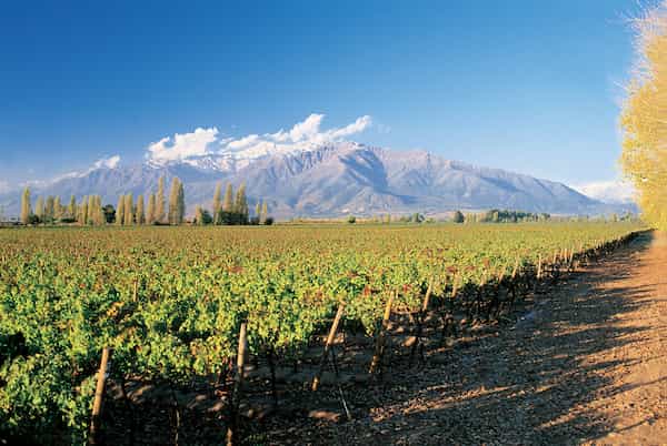 El vino chileno siempre es una buena idea-Viajar a Santiago de Chile