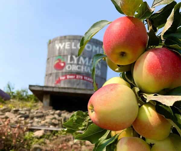 Elija algunas manzanas-actividades para disfrutar en Connecticut durante el Otoño