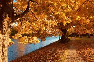 Esenciales actividades para aprovechar el otoño en Maine