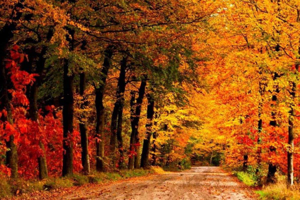 Espectaculares Lugares para ver los colores del otoño en Minnesota