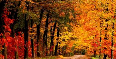 Espectaculares Lugares para ver los colores del otoño en Minnesota