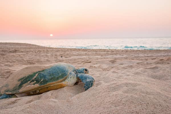 Esté atento a las tortugas-Experiencias con Animales en Omán