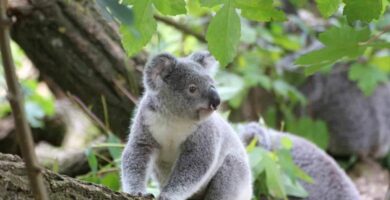 Experiencias con animales en Australia