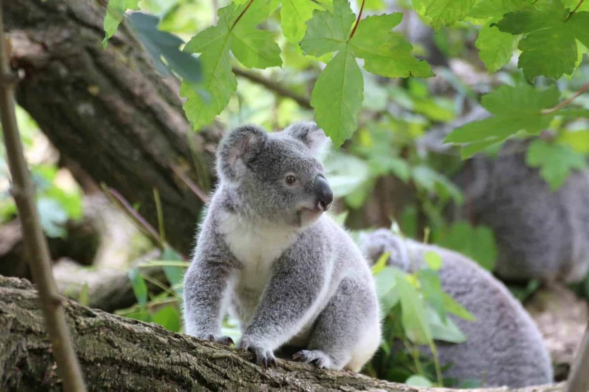 Las mejores experiencias con los animales más lindos de Australia