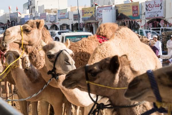 Experimente el mercado de camellos en Sinaw-Experiencias con Animales en Omán