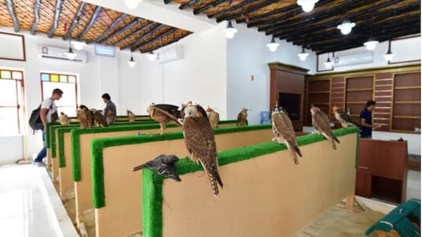 Falcon Souq en Doha Qatar exhibe la cultura de la era beduina