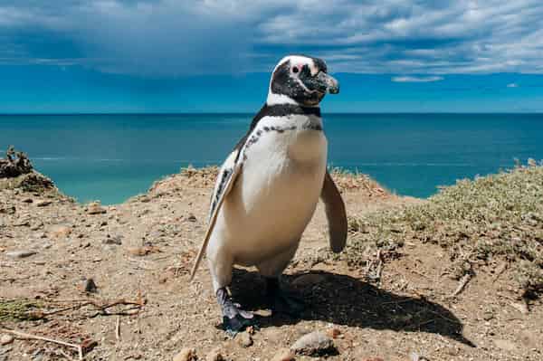 Fauna espectacular-Visitar la Patagonia