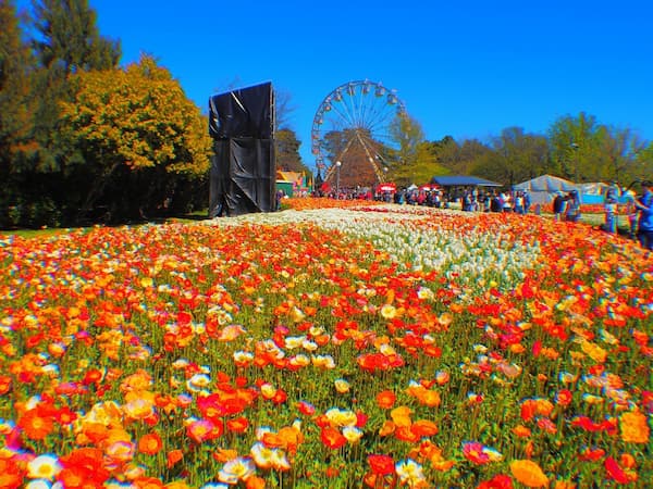 Floriade de Canberra-Primavera en Australia 2