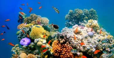Gran Barrera de Coral Vs Barrera de arrecife de Belice Diferencias clave que debe conocer