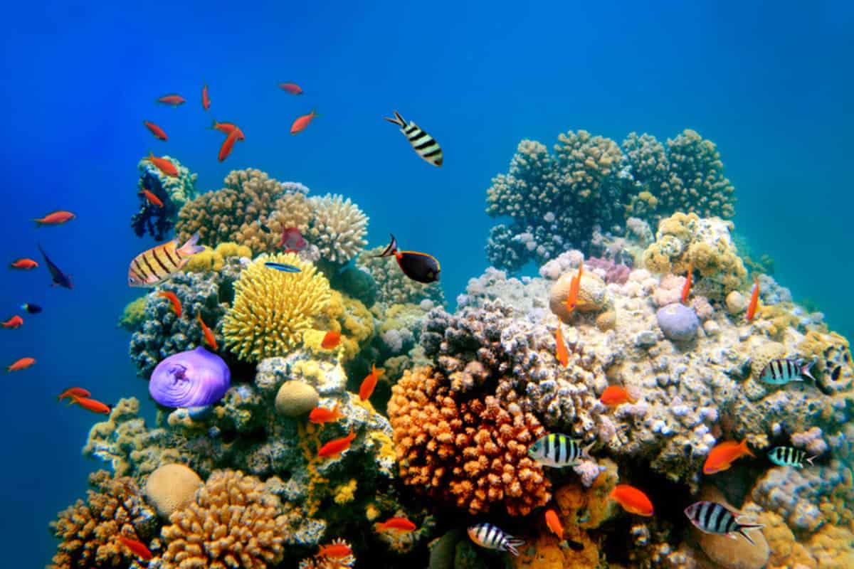 Gran Barrera de Coral Vs Barrera de arrecife de Belice