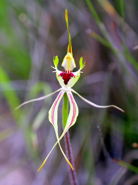 Green Spider Orchid-Primavera en Australia 3.7