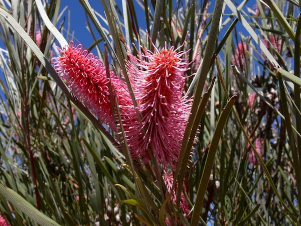 Hakea Emu Tree-Primavera en Australia 3.5