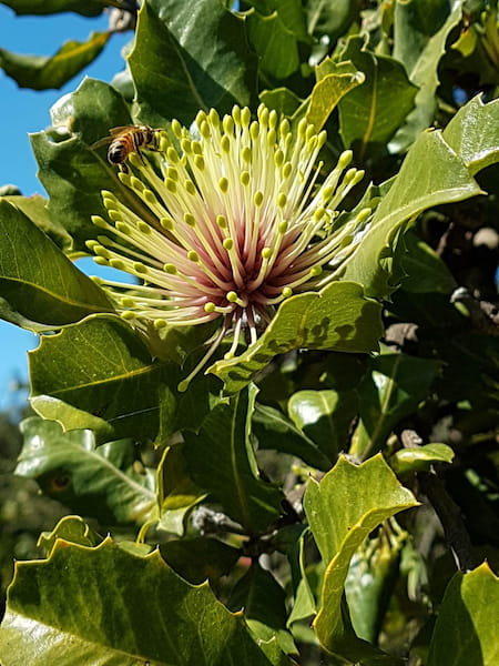 Holly-leaved Banksias-Primavera en Australia 3.4
