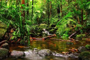 Increíbles aventuras en la selva tropical de Panamá