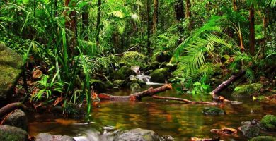 Increíbles aventuras en la selva tropical de Panamá