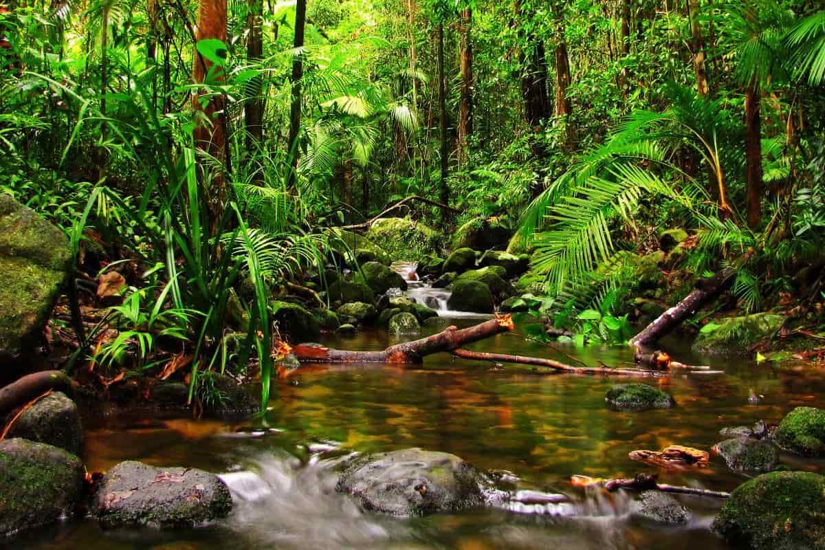 16 Increíbles aventuras en la selva tropical de Panamá