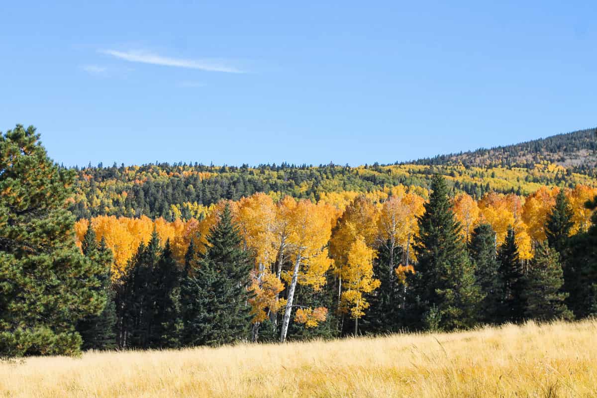 Increíbles cosas para hacer en otoño en las Montañas Blancas de Arizona