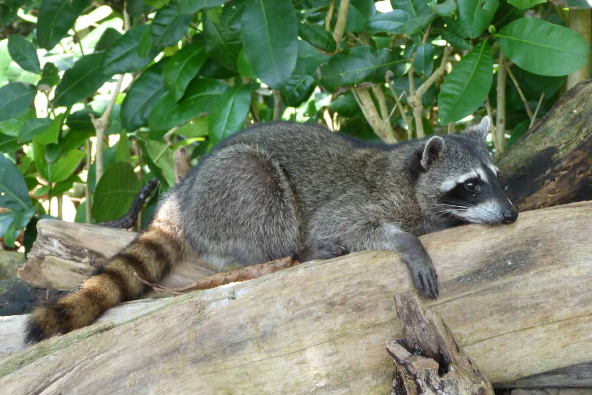 9 Increíbles experiencias de vida salvaje en Costa Rica