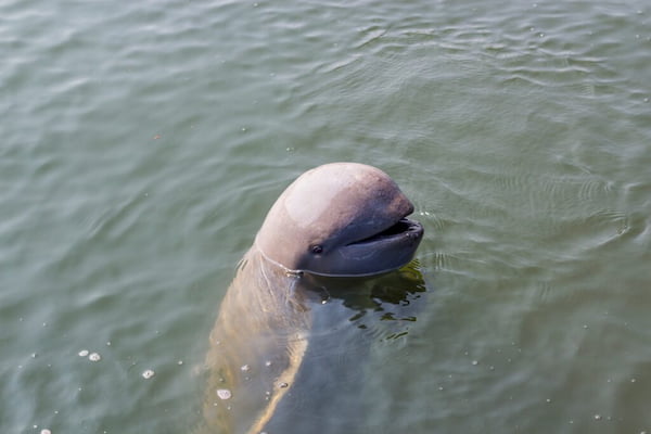 Ir en busca de raros delfines Irrawaddy