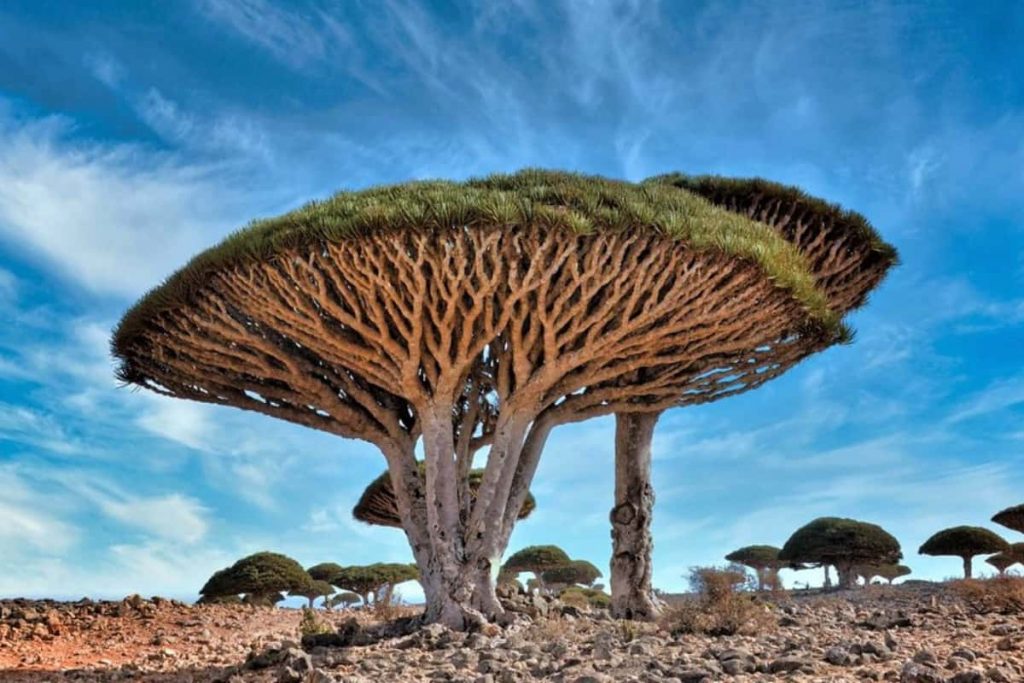 Isla de Socotra Un Lugar Intrigante y Maravilloso