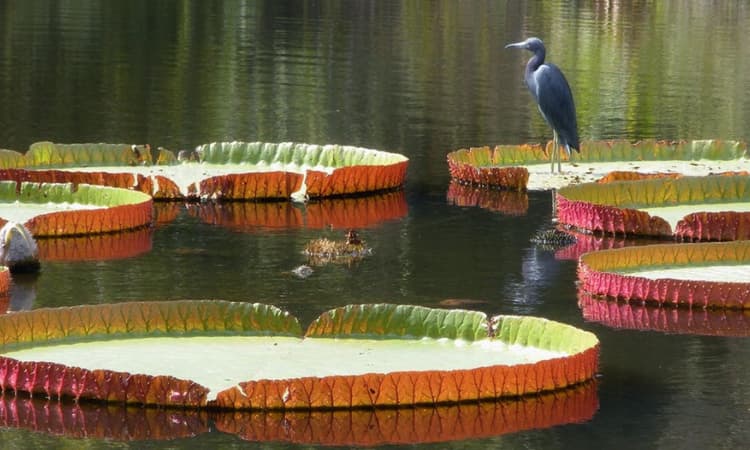 Hermosos jardines para visitar en Florida Jardines botánicos de Kanapaha Gainesville