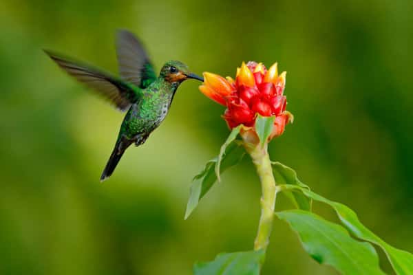 La increíble biodiversidad-Elegir Ecuador como Lugar para Jubilarse