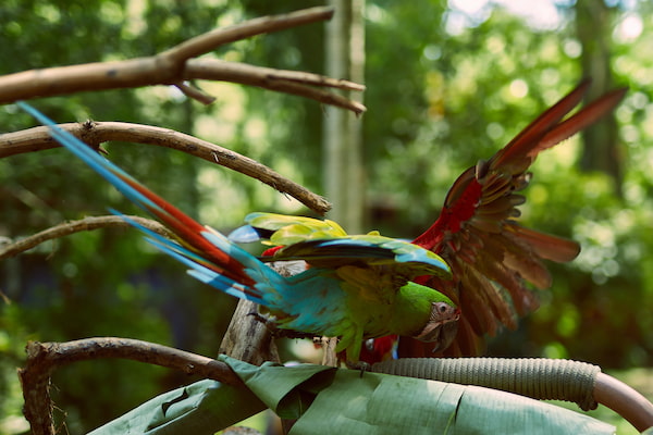 Loros lugares para ser voluntario con vida silvestre en peligro de extinción en Costa Rica 2