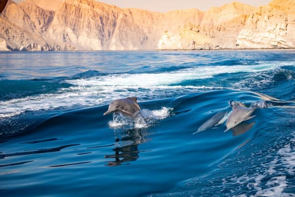 Los delfines son amados en Omán, y se recomienda salir al agua