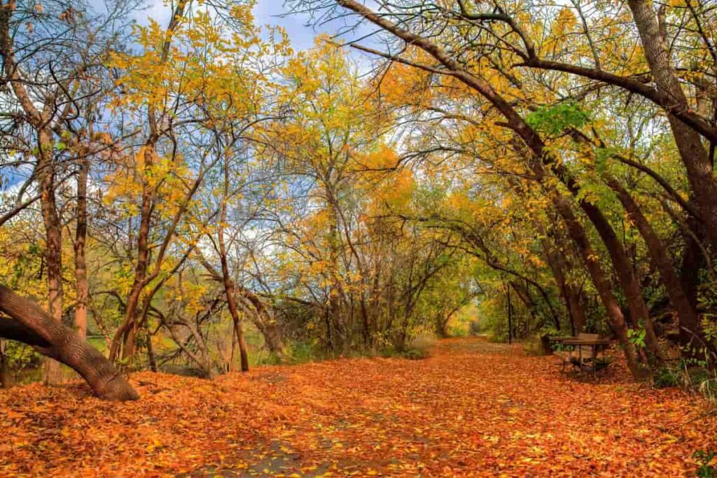 Mejores Lugares para Ver los Colores de otoño en Texas