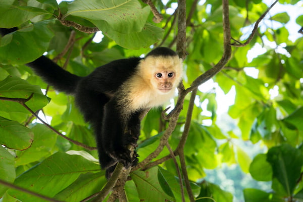 Monos en Costa Rica 1