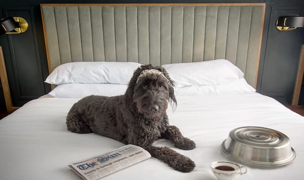 Noelle-Hoteles que admiten Mascotas en Nashville