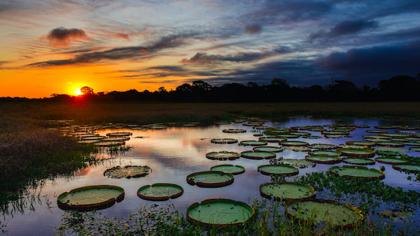 Pantanal Mato Grosso del Sur 5