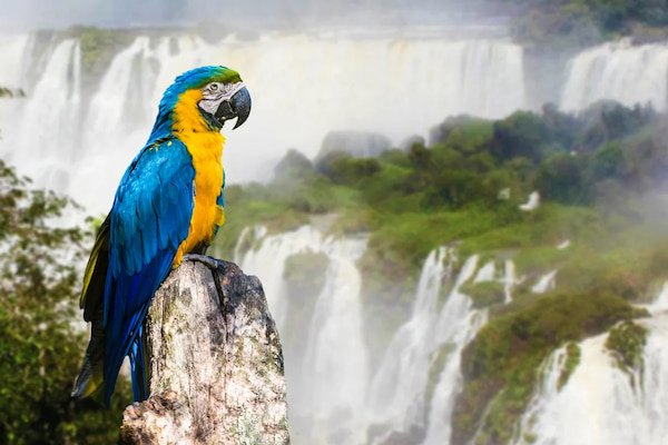 Paraiso para observadores de aves Razones para visitar Las Cataratas del Iguazú 3